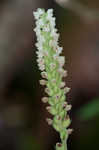 Downy rattlesnake plantain